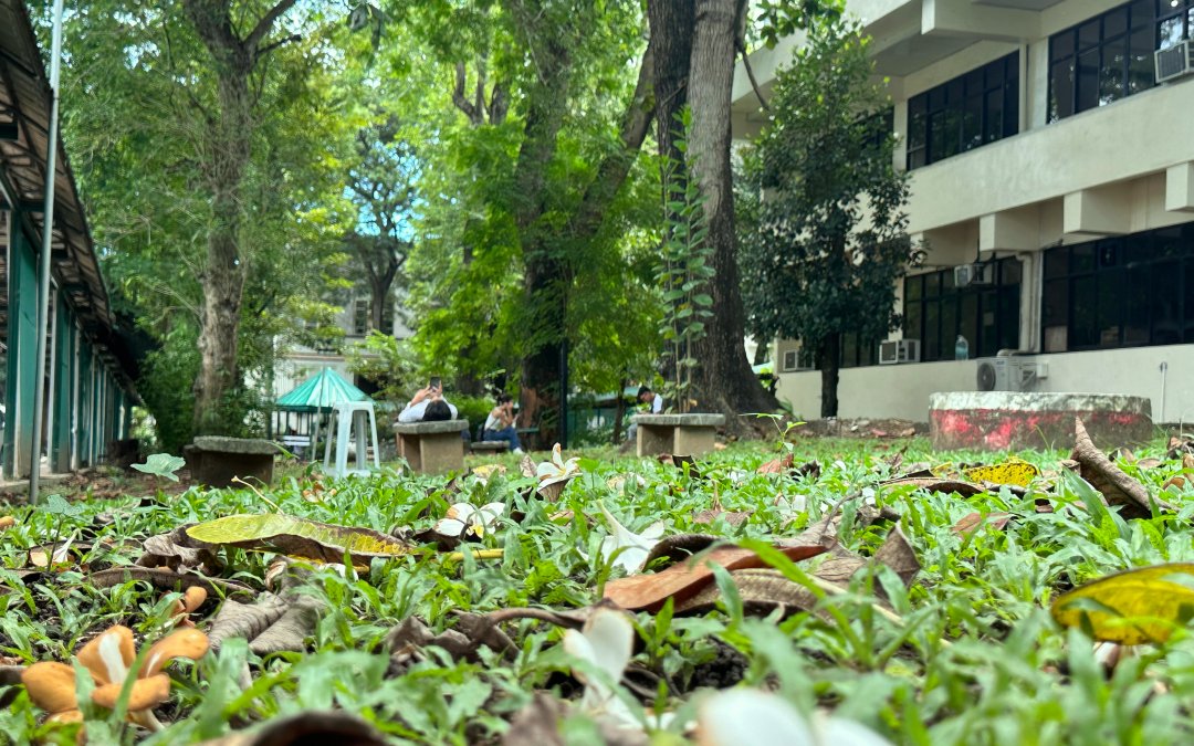 UP Cebu Green Spaces for all